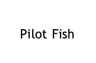Pilot Fish